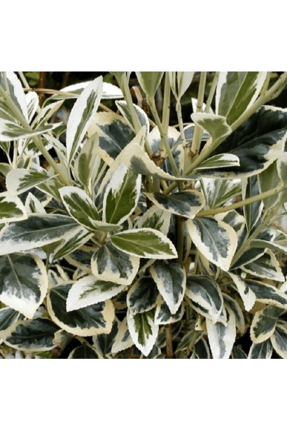 Бруслина Альбомаргіната на штамбі листя